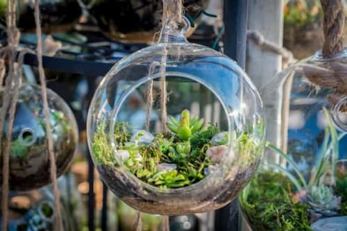 Hanging Terrarium - (Credit: Weston Nurseries)