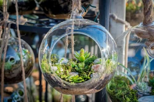 Hanging Terrarium - (Credit: Weston Nurseries)