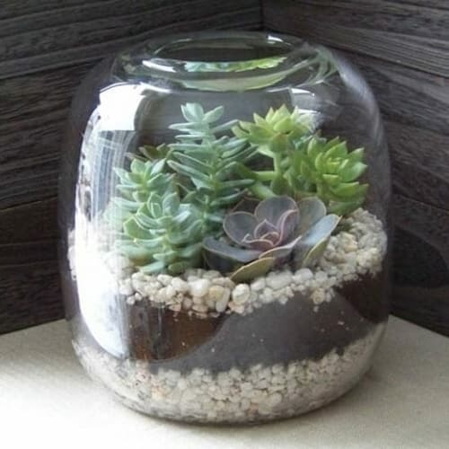 Succulent Terrarium - (Credit: Floral Verde)