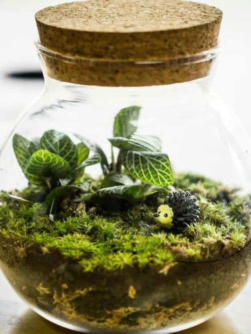 Sustainable Terrarium - (Credit: Pinterest)